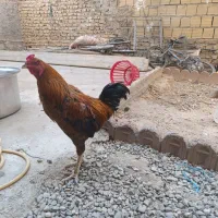 خروس لاری قیمت توافقی|حیوانات مزرعه|تهران, بهارستان|دیوار