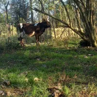 گاو گوساله ماده مشکی وسفید یک ساله