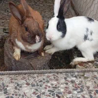 خرگوش نر ماده