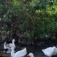 قوغاز سفید|حیوانات مزرعه|گوراب زرمیخ, |دیوار