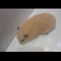 همستر|موش و خرگوش|رشت, یخسازی|دیوار