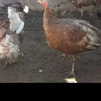 فروش سه عدد بوقلمون دوتاماده