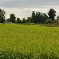 ۶۷۰ مترباغ ویلاجای دنج روستایی سنگررشت|فروش خانه و ویلا|سنگر, |دیوار