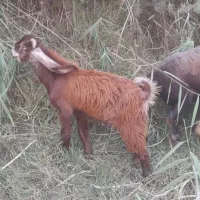 3 تا بز یکی نر دوتا ماده