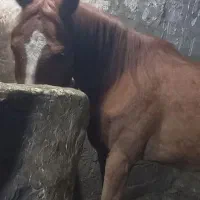 مادیان ۵ساله تروبرد