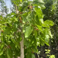 درخت بن ۱۵ جهت جریمه شهرداری