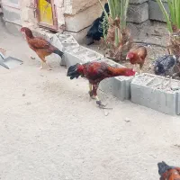 مرغ و خروس ذات دار|حیوانات مزرعه|میناب, |دیوار