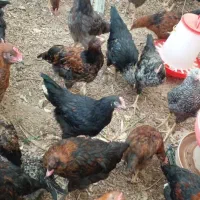 مرغ نیمچه  سه ماهه بلک استار و گلپایگانی|حیوانات مزرعه|پاکدشت, پاکدشت (مامازند)|دیوار