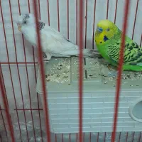 دوعددمرغ عشق نرو ماده