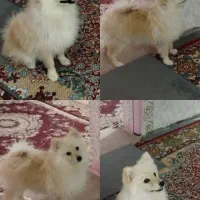 توله سگ پارمر