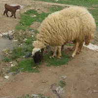 گوسفند میش صدامی آبستن سنگین