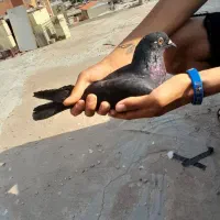 کفتر سری  ۳۰۰