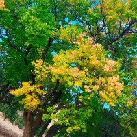 زمین-کشاورزی