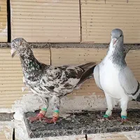 کبوترپرنده