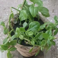 گل یخی