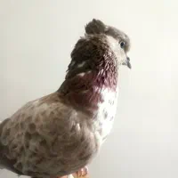 کبوتر