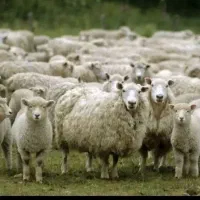 نیازمند سرمایه برای یکماه با سود خوب