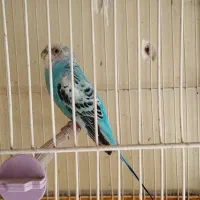 مرغ عشق ماده مولد|پرنده|کرمان, |دیوار