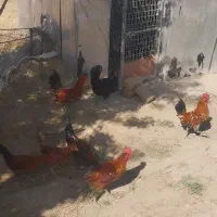 فروش خروس گلین|حیوانات مزرعه|مهاجران, |دیوار