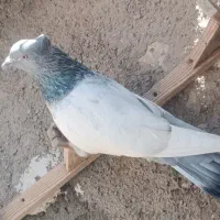 سینه سبز