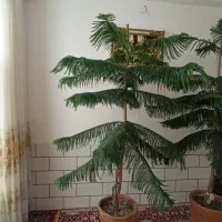 دو عددکاج مطبق بالغ ۲ متری مناسب دکور و فضای داخلی|گل و گیاه طبیعی|اردکان, |دیوار