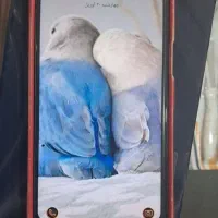 گوشی آ ۱۳ ۱۲۸ گیگ فروش فوری فوری|موبایل|قم, پردیسان|دیوار