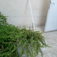 گل باگلدان گل کلاسوریا خرفه ای|گل و گیاه طبیعی|مشهد, شهرک لشکر (شهرک غرب)|دیوار