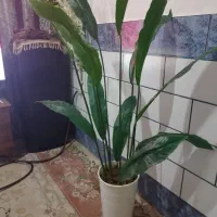 گلدان وگل|گل مصنوعی|بندر امام خمینی, |دیوار