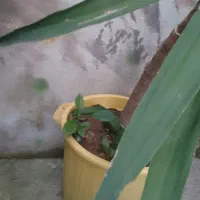 یوکا|گل و گیاه طبیعی|رشت, پاره بیجار|دیوار