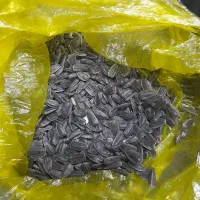 تخمه مشکی
