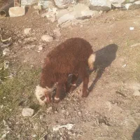 بره گوسفندماده|حیوانات مزرعه|مینودشت, |دیوار