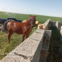 اسب کرد سالم