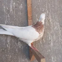 کبوتر طوقی|پرنده|قزوین, |دیوار