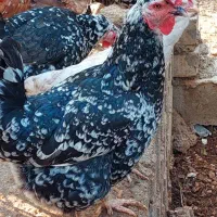 فروش مرغ و خروس گلین|حیوانات مزرعه|جم, |دیوار