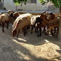 میش
