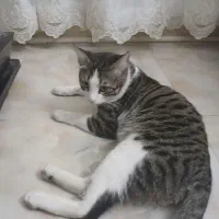 واگذاری رایگان گربه Dsh