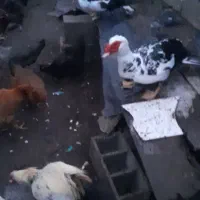 فروش فوری مرغ و خروس اردک غاز|حیوانات مزرعه|لوندویل, |دیوار