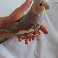 طوطی هلندی رام