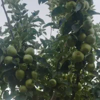نیرو کار
