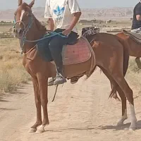 مادیان دوسر