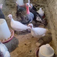 بوقلمون بومی و بوربون|حیوانات مزرعه|کاشان, راوند|دیوار