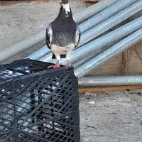 کبوتر|پرنده|کارون, |دیوار