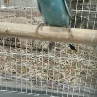 جوجه مرغ عشق|پرنده|سراوان, |دیوار