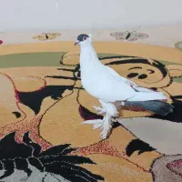 کفتر