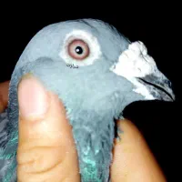 چند تا کفتر گلچین قلدر پلنگ سبز زاغ المانی