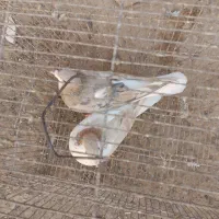 سهده هفترنگ