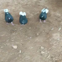 ۳ تا دم سفید پرشی