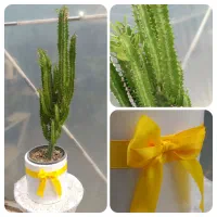 گیاه افوربیا سبز