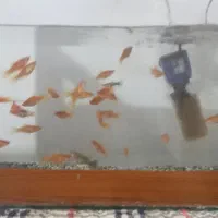 فروش ماهی واکواریم|ماهی|سبزوار, نواب صفوی|دیوار