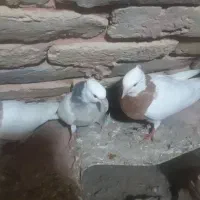 طوقی|پرنده|سبزوار, اسلام آباد|دیوار